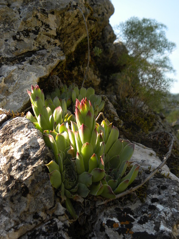 heuffelii (glabrum) from Gornje Vusanje