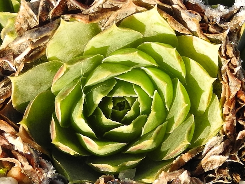 heuffelii (glabrum) from Hajla