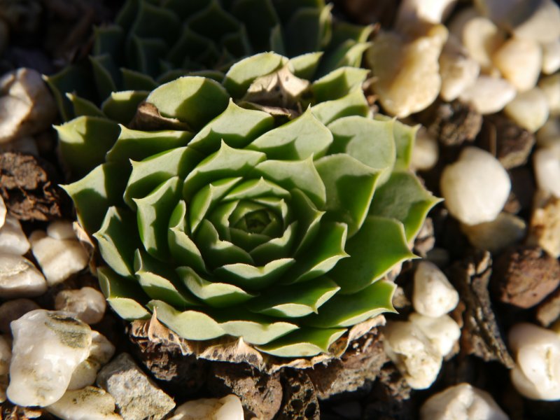 heuffelii (glabrum) from Hajla
