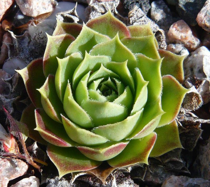 heuffelii (glabrum) from Hajla