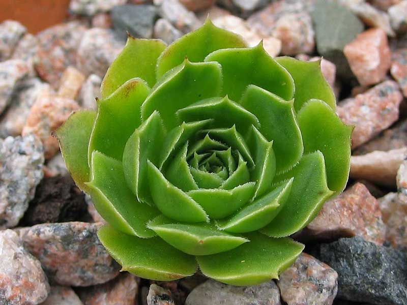 heuffelii (glabrum) from Hajla