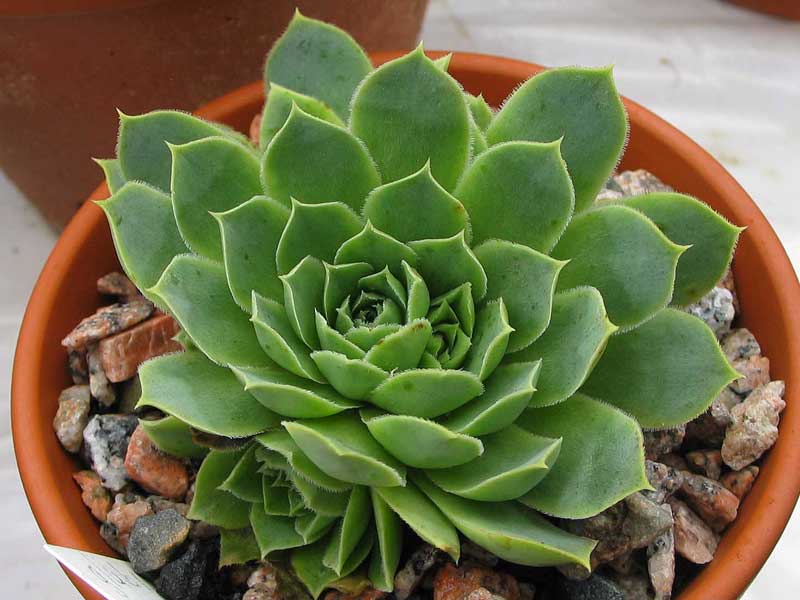 heuffelii (glabrum) from Hajla
