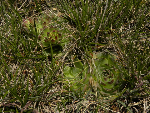 heuffelii (glabrum) from Kom Vasojevički (Gipfel)