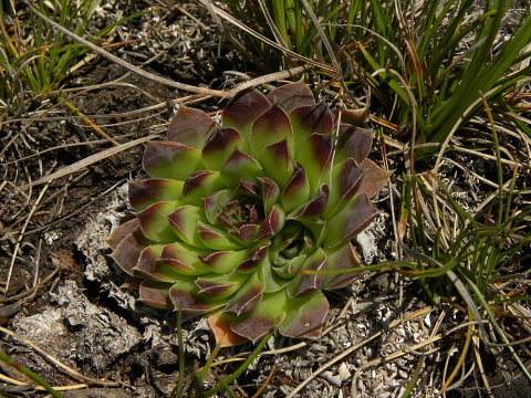 heuffelii (glabrum) from Kom Vasojevički (Gipfel)