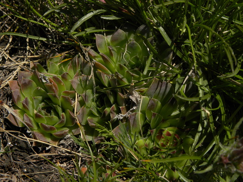 heuffelii (glabrum) from Kom Vasojevički (Gipfel)