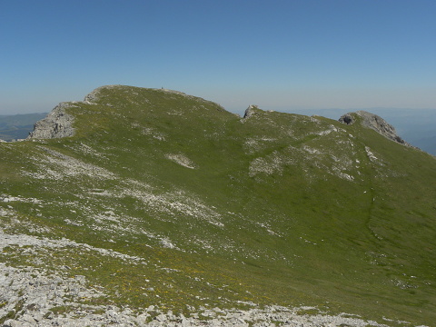 heuffelii (glabrum) from Kom Vasojevički (Gipfel)