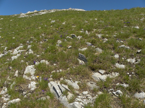 heuffelii (glabrum) from Kom Vasojevički (Gipfel)