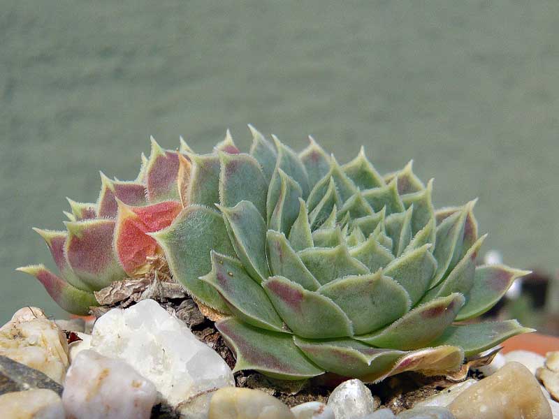 heuffelii (glabrum) from Ljuboten