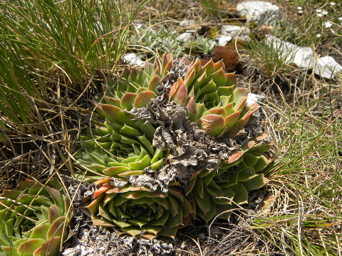 heuffelii (glabrum) from Ljuboten