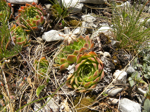 heuffelii (glabrum) from Ljuboten