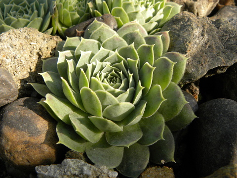 heuffelii (glabrum) from Ljuboten