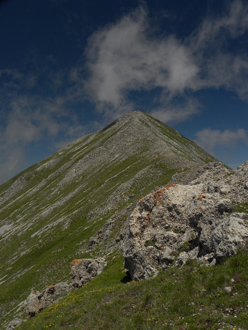 heuffelii (glabrum) from Ljuboten