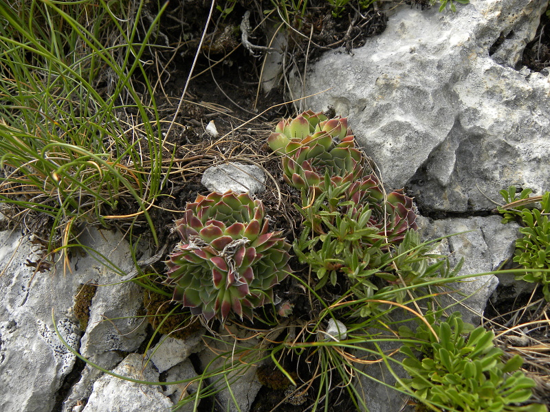 heuffelii (glabrum) from Mala Greda