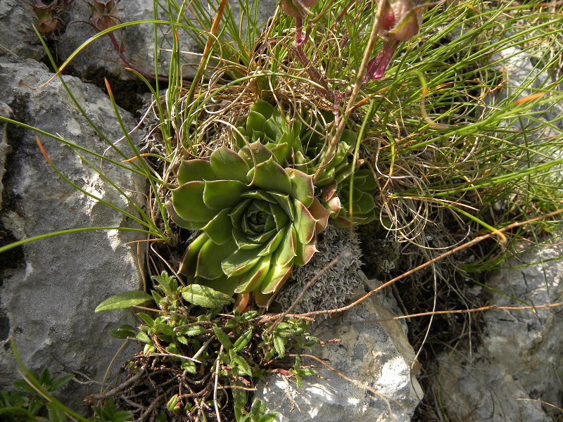 heuffelii (glabrum) from Mala Greda
