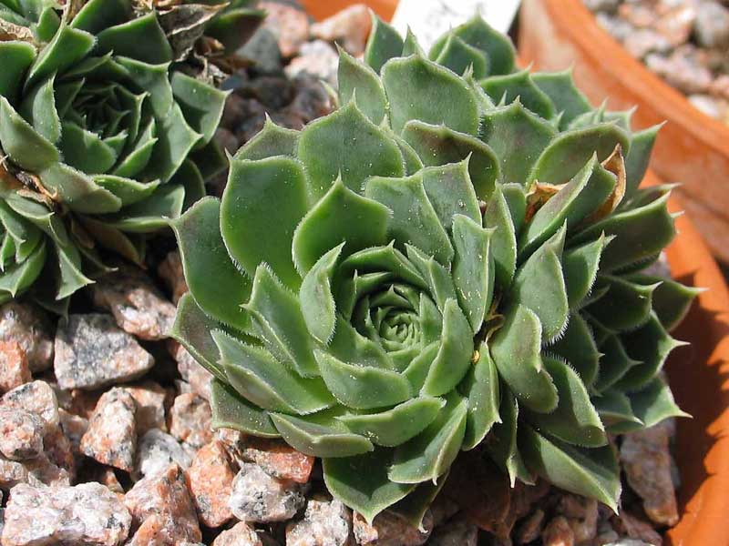 heuffelii (glabrum) from Matka