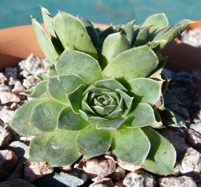 heuffelii (glabrum) from Matka