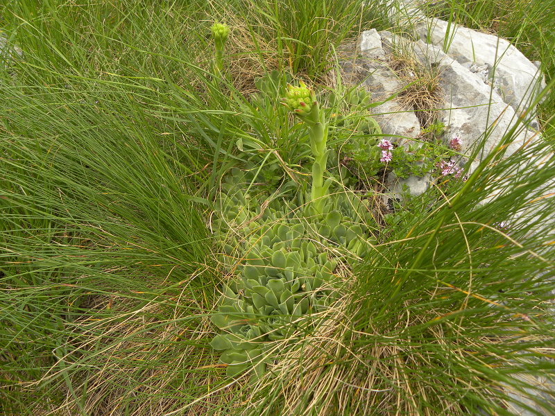 heuffelii (glabrum) from Mliječni do