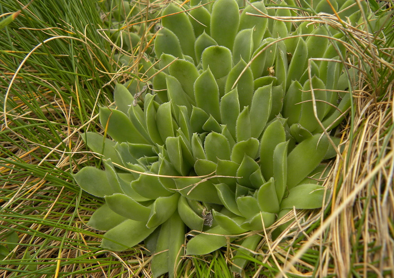 heuffelii (glabrum) from Mliječni do