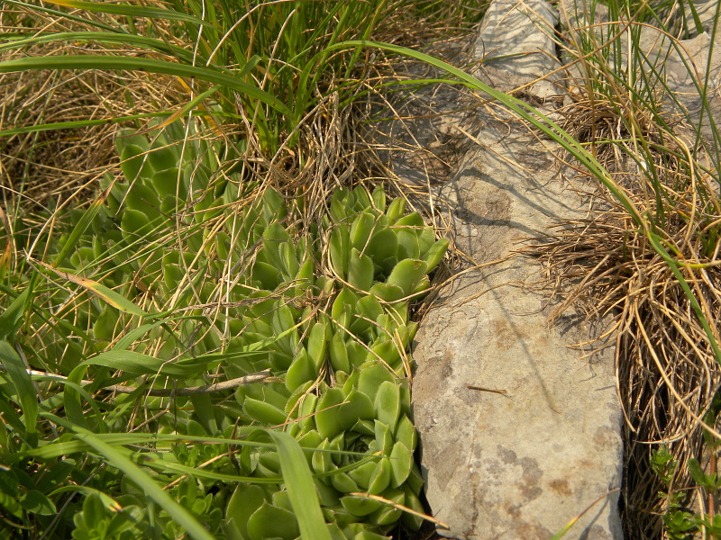 heuffelii (glabrum) from Mliječni do