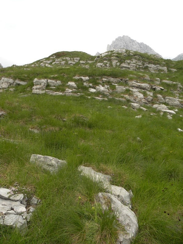 heuffelii (glabrum) from Mliječni do