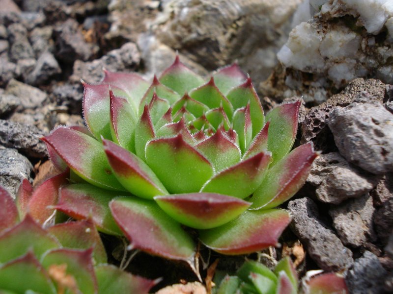 heuffelii (glabrum) from Osljak