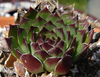 heuffelii (glabrum) from Osljak