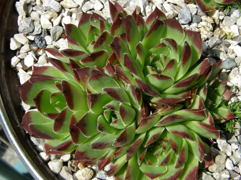 heuffelii (glabrum) from Osljak