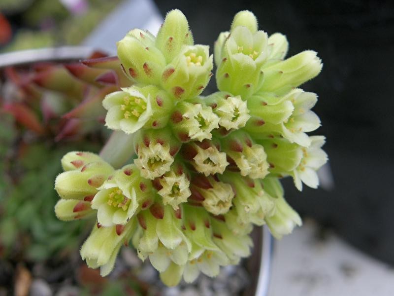 heuffelii (glabrum) from Osljak