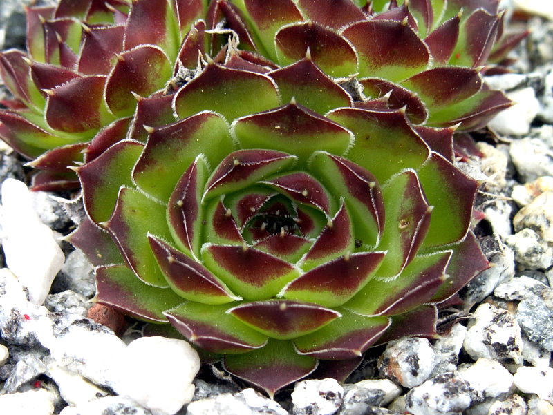 heuffelii (glabrum) from Osljak