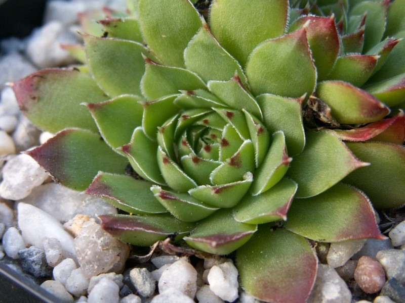 heuffelii (glabrum) from Osljak