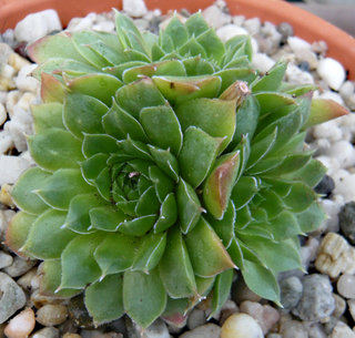 heuffelii (glabrum) from Osljak