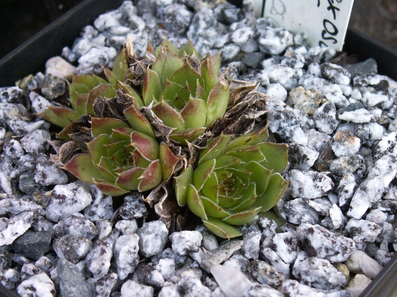heuffelii (glabrum) from Osljak