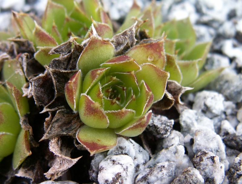 heuffelii (glabrum) from Osljak