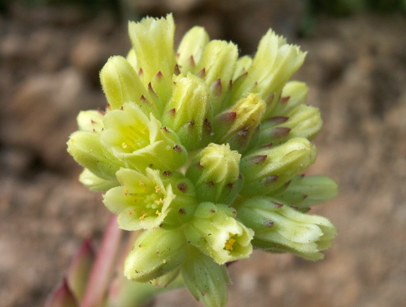 heuffelii (glabrum) from Osljak