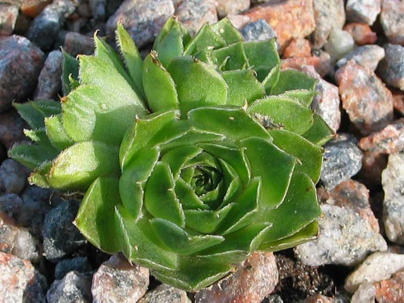 heuffelii (glabrum) from Ossa