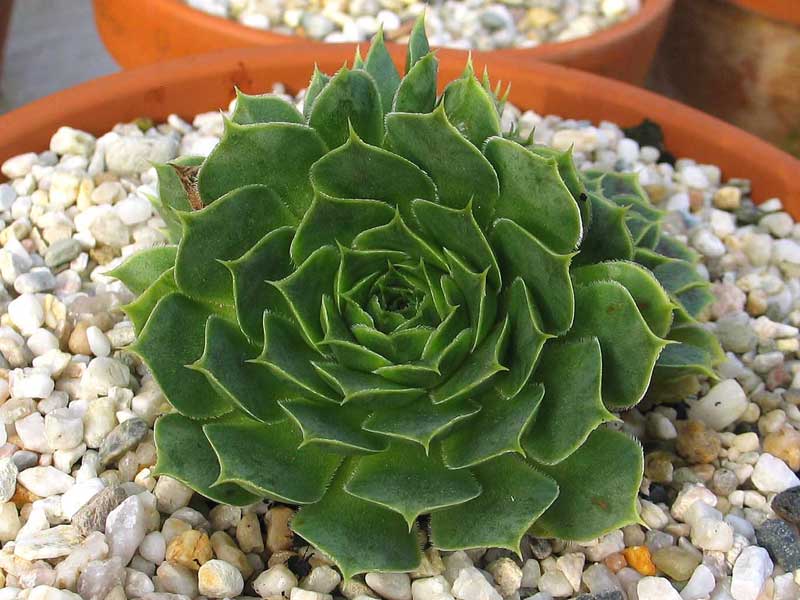 heuffelii (glabrum) from Ossa
