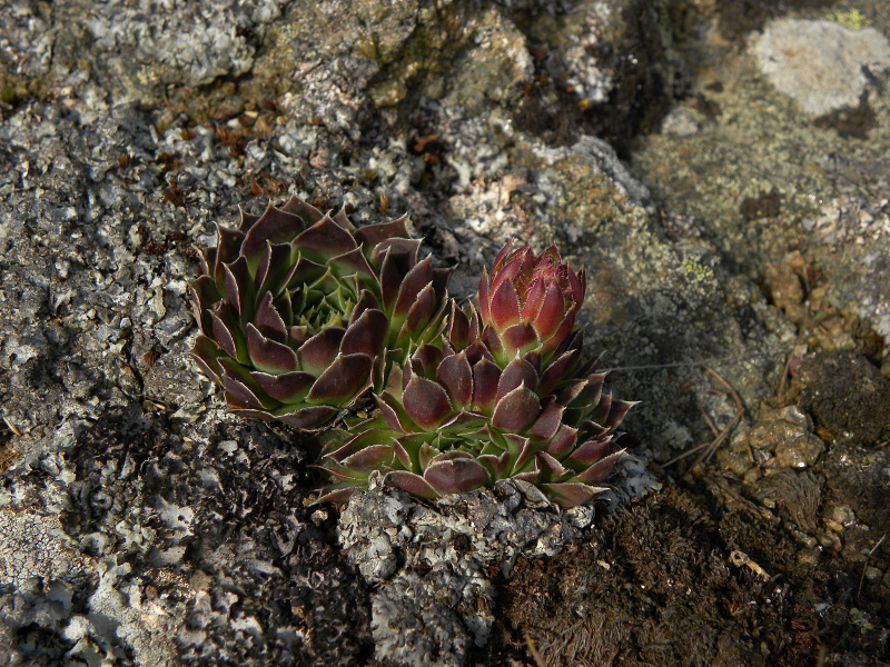 heuffelii (glabrum) from Panćićev vrh, Abhang