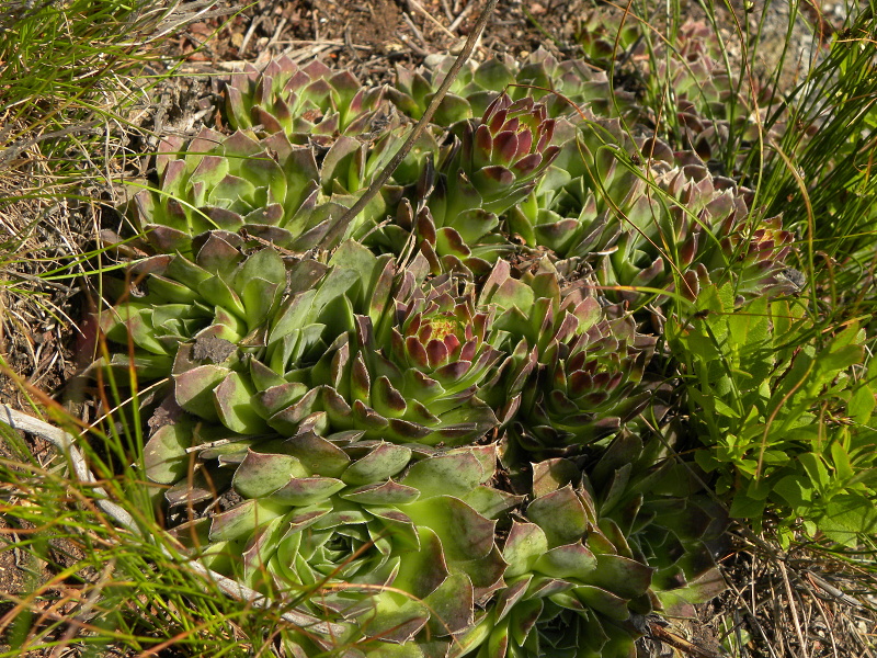 heuffelii (glabrum) from Panćićev vrh, Abhang