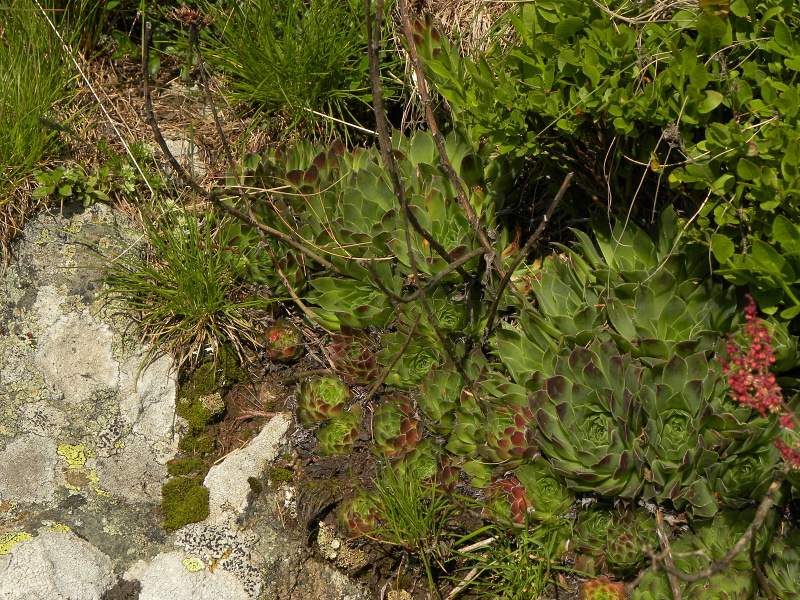 heuffelii (glabrum) from Panćićev vrh, Abhang