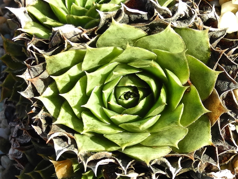 heuffelii (glabrum) from Pašina glava
