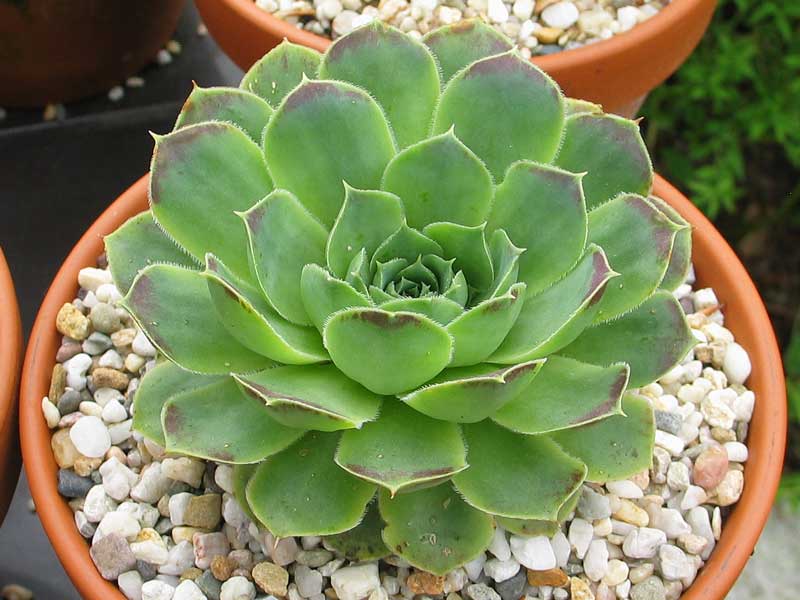 heuffelii (glabrum) from Pašina glava