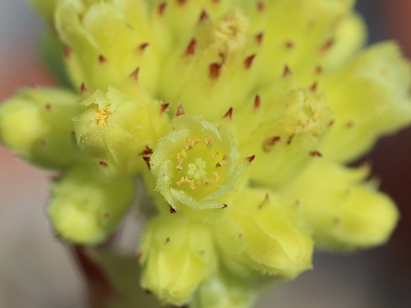 heuffelii (glabrum) from Pašina glava