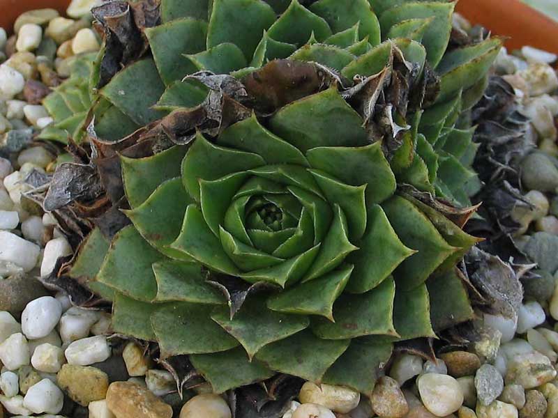 heuffelii (glabrum) from Pašina glava