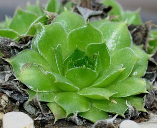 heuffelii (glabrum) from Poljana