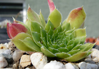 heuffelii (glabrum) from Poljana