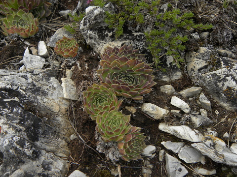 heuffelii (glabrum) from Popova Šapka