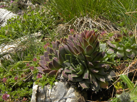 heuffelii (glabrum) from Popova Šapka