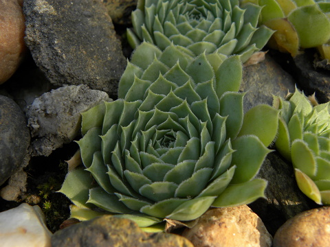 heuffelii (glabrum) from Popova Šapka