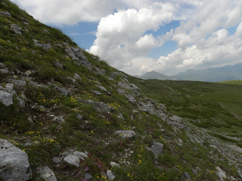 heuffelii (glabrum) from Popova Šapka
