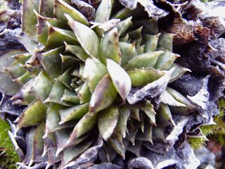 heuffelii (glabrum) from Rhodopen
